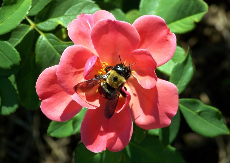 bumblebee-on-rose-1106612998540397b2
