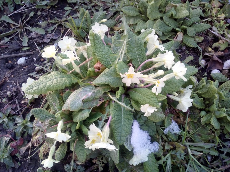 Last of the March snows melting under primroses