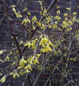 Winter Jasmine March 23 2018