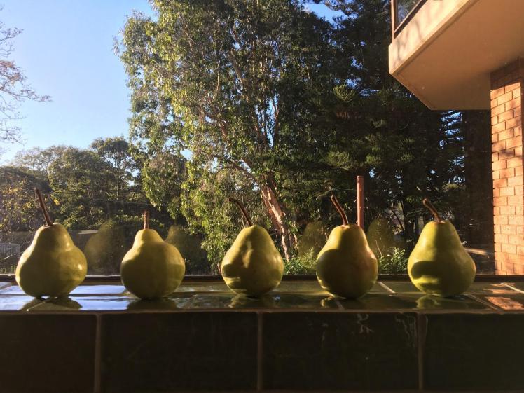 Pears ripening on a Sydney windowsill in May