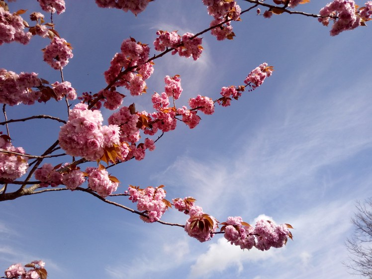 Cherry blossom in early May 2018