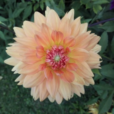 A Dahlia in Bridport 28 August 2018