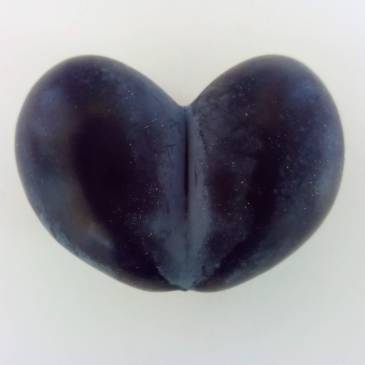 Damson Heart
