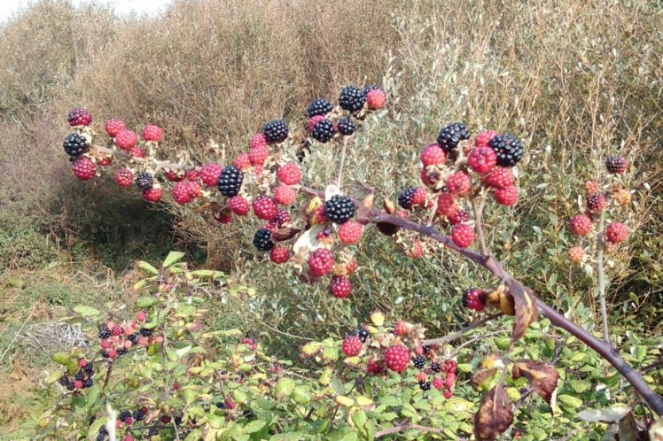 Blackberries some red, unripe