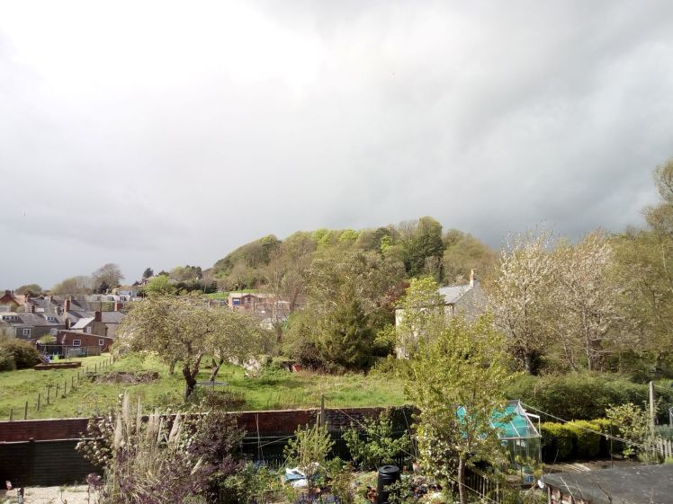 Allington Hill: Leafing the giant; end of April