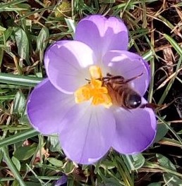 Crocus and solitary bee 20 February 2019Crocus and solitary bee 20 February 2019