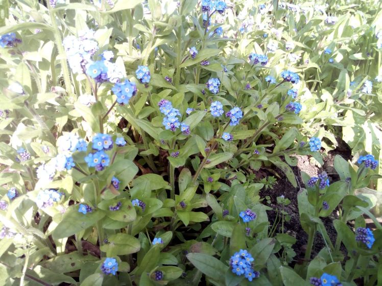 Shadow on forget-me-nots