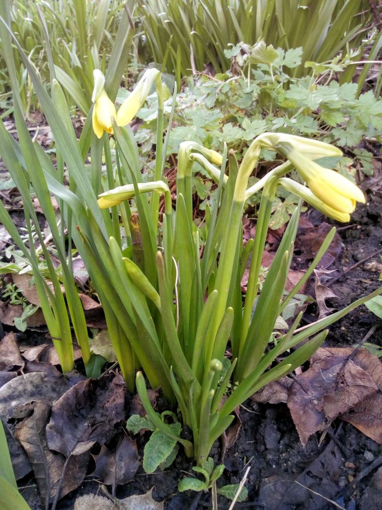 February daffies
