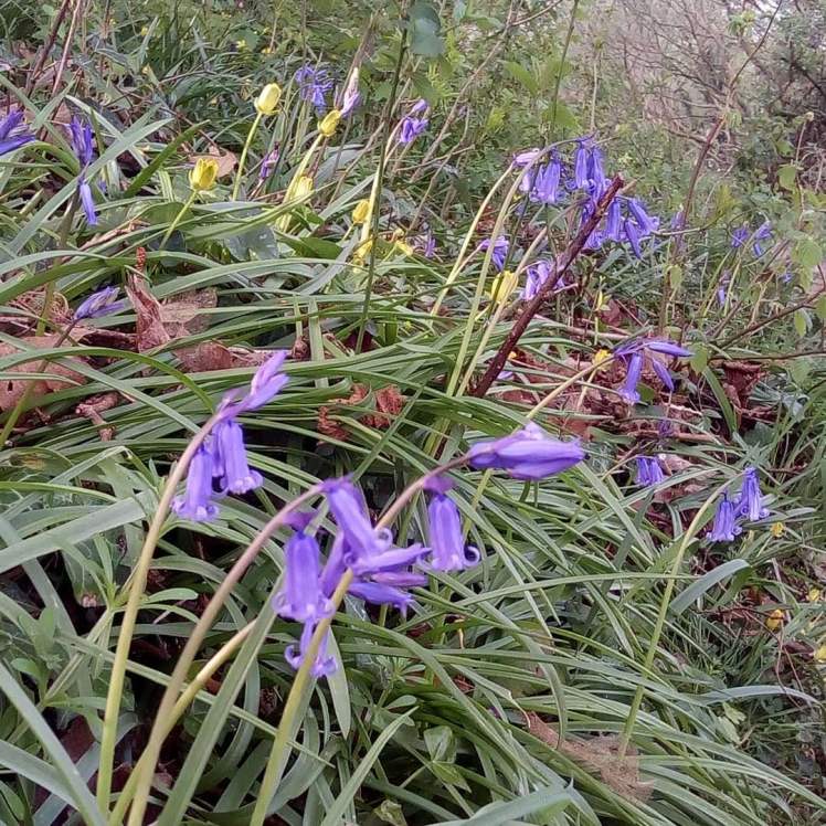 Bluebells and celandines AH 12 04 20