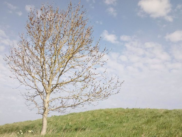 Budding tree on top of AH 12 April 2020