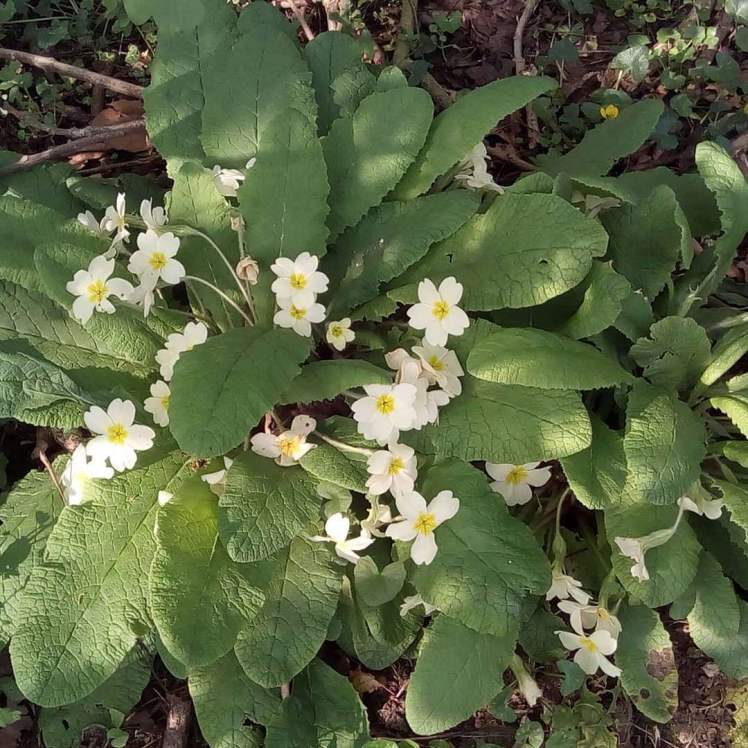 Primroses AH 12 04 20