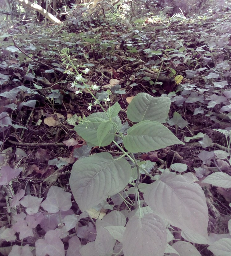 Broad-leaved enchanter