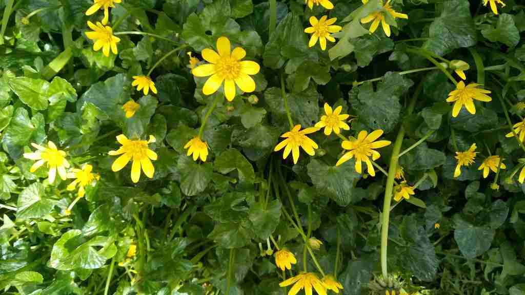 A close up of celandines, the green leaves and yellow petalled flowers.
